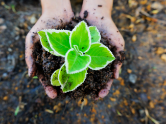 Botanical care service